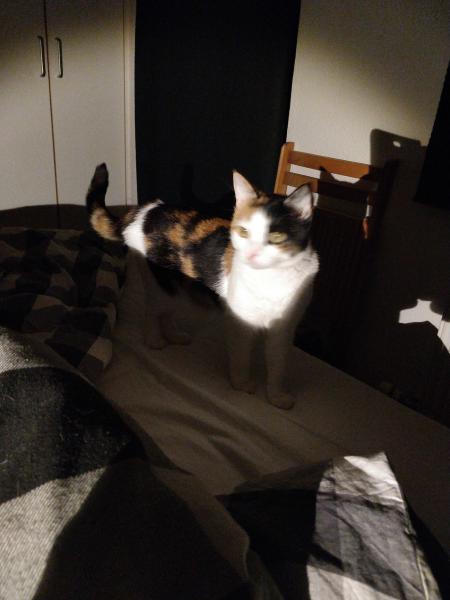 Other cats I meet