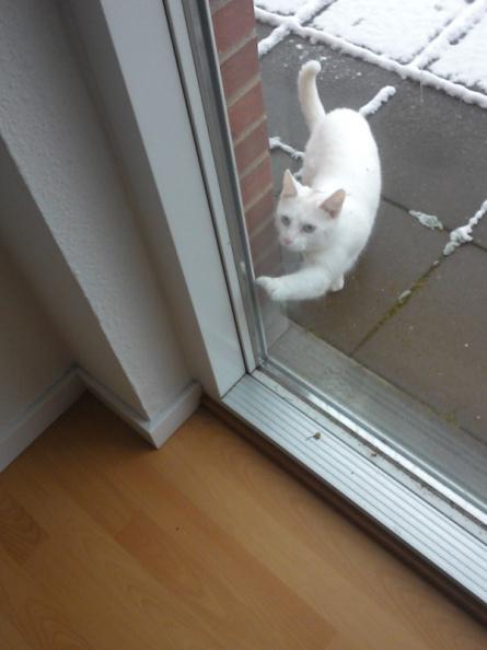 Snow