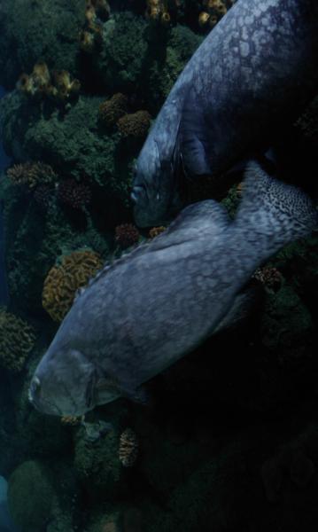 IMAG0540.jpg