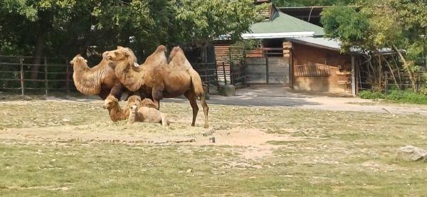 Zoo de Prague